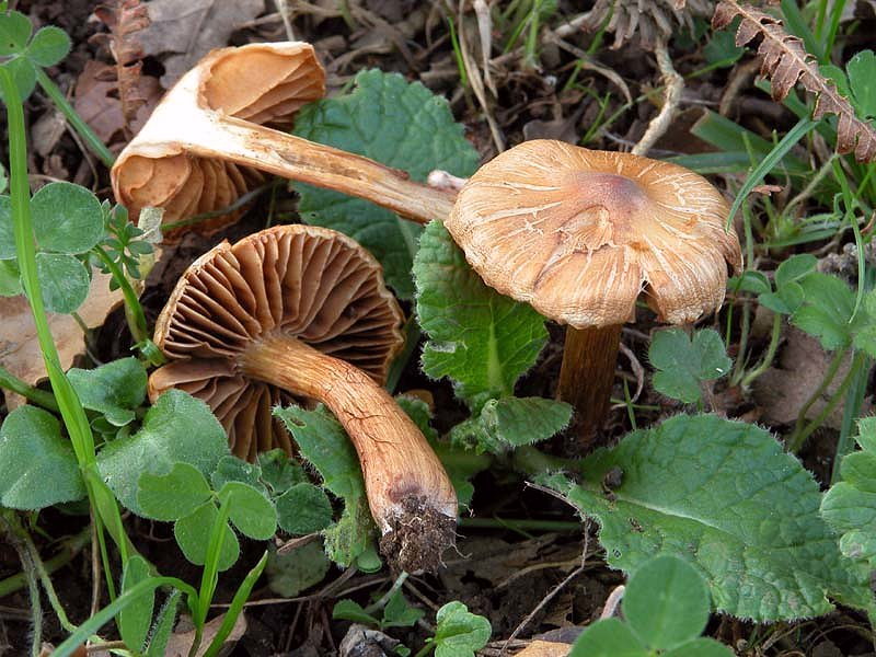 Gaspy � tornato e subito un Cortinarius